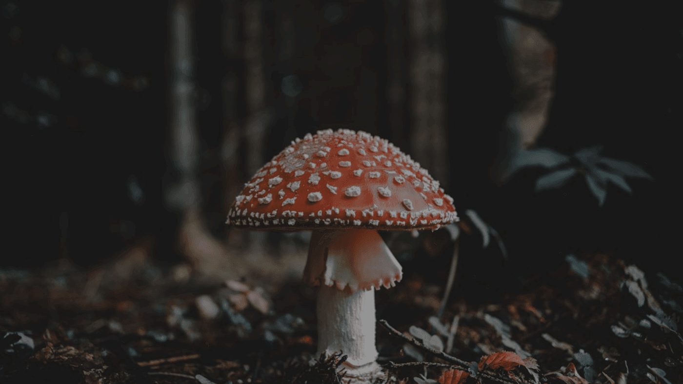 AI Tool Directory Submission: A Founder-Friendly Workflow